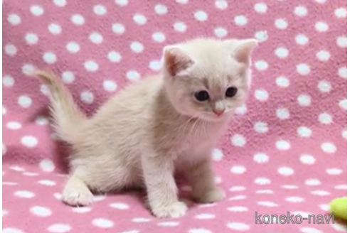 成約済の愛知県のマンチカン-98061の5枚目